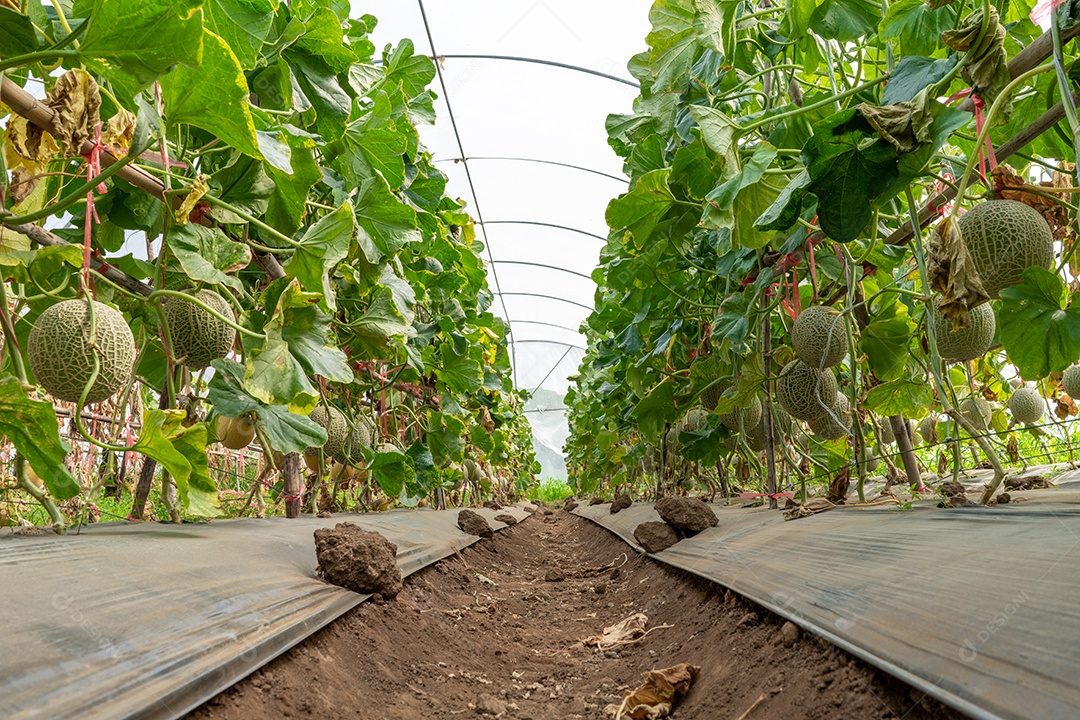 Melões orgânicos verdes frutas ou melão na casa verde de planta de fazenda de melões.