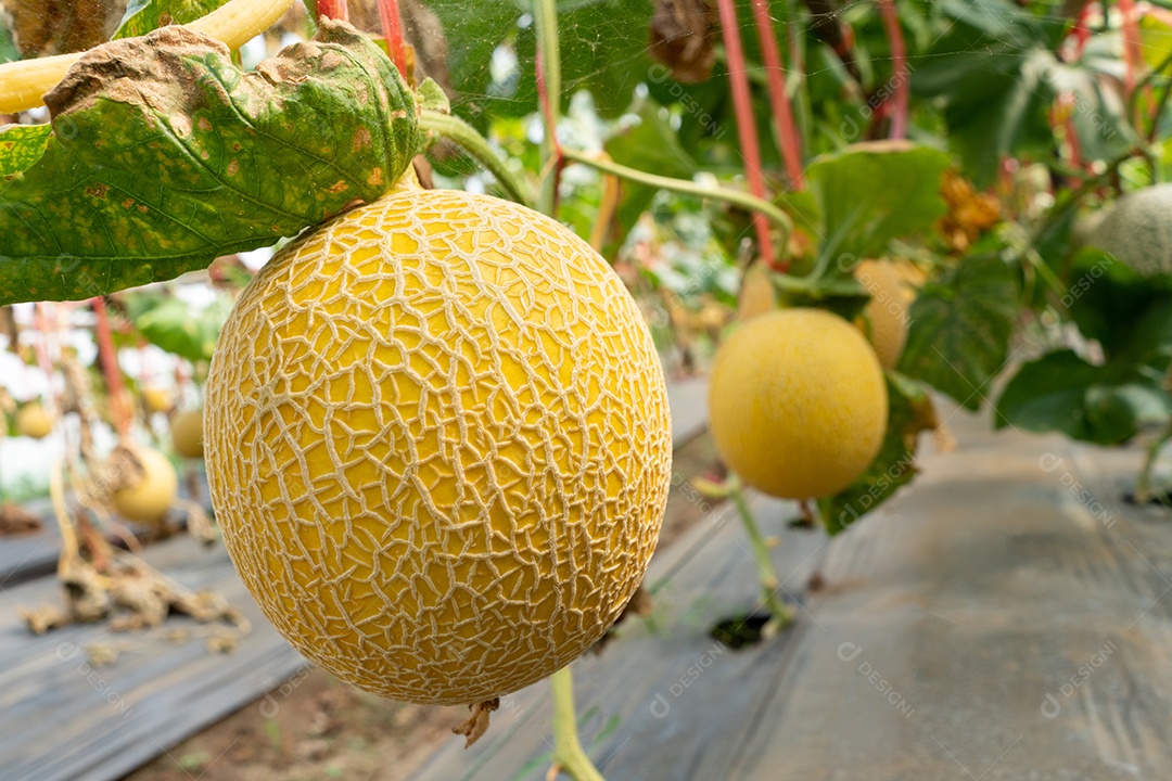 Frutas de melões orgânicos amarelos ou melão na casa verde de plantas de fazenda de melões..