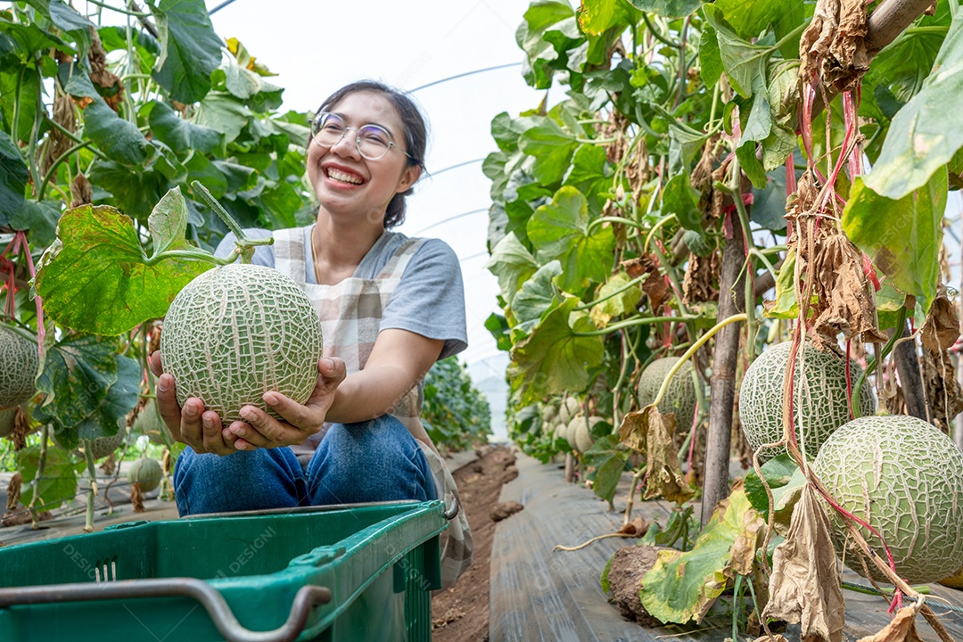 Mulher segurando uma fruta de melão orgânico verde ou melão na casa verde de planta de fazenda de melão.