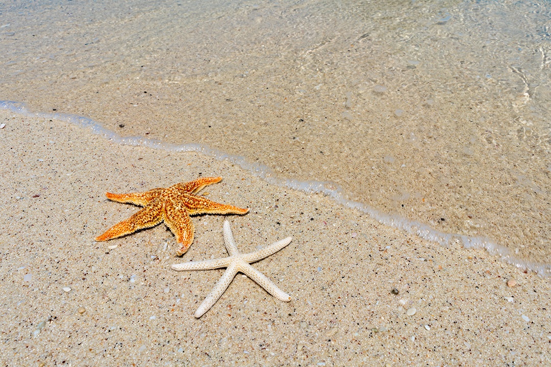 Estrela do mar na praia de areia em dia ensolarado com o belo mar.