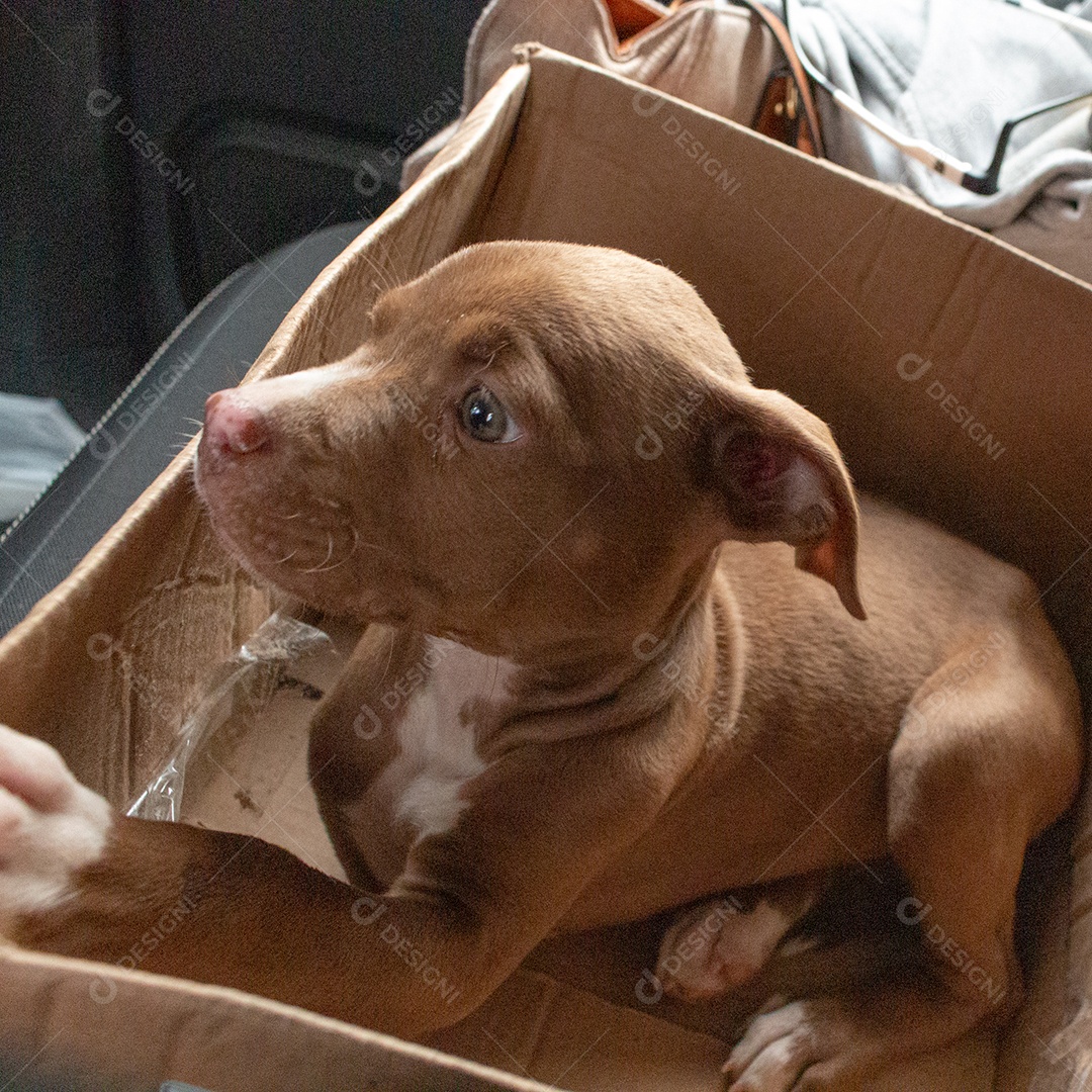 Cachorro filhote deitado em caixa