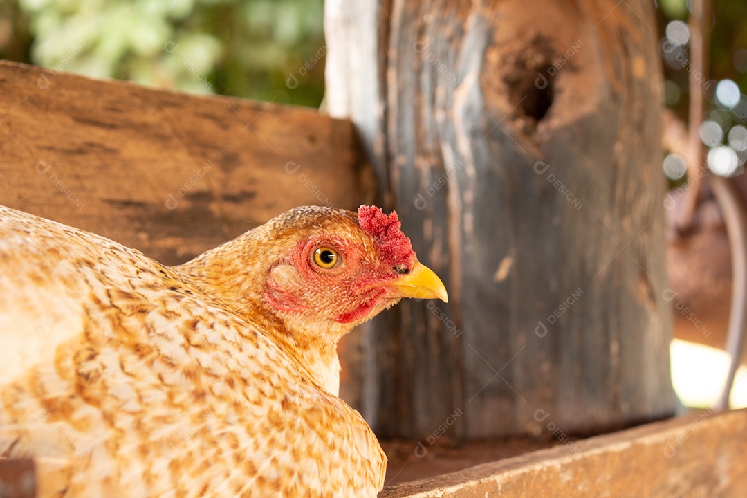Galinha botando no galinheiro