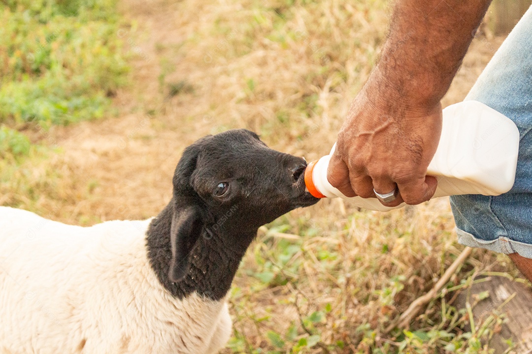 Filhote de ovelha tomando leite