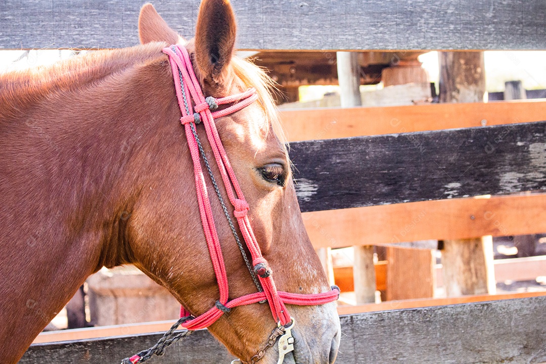 Cavalo animal sobre fazenda