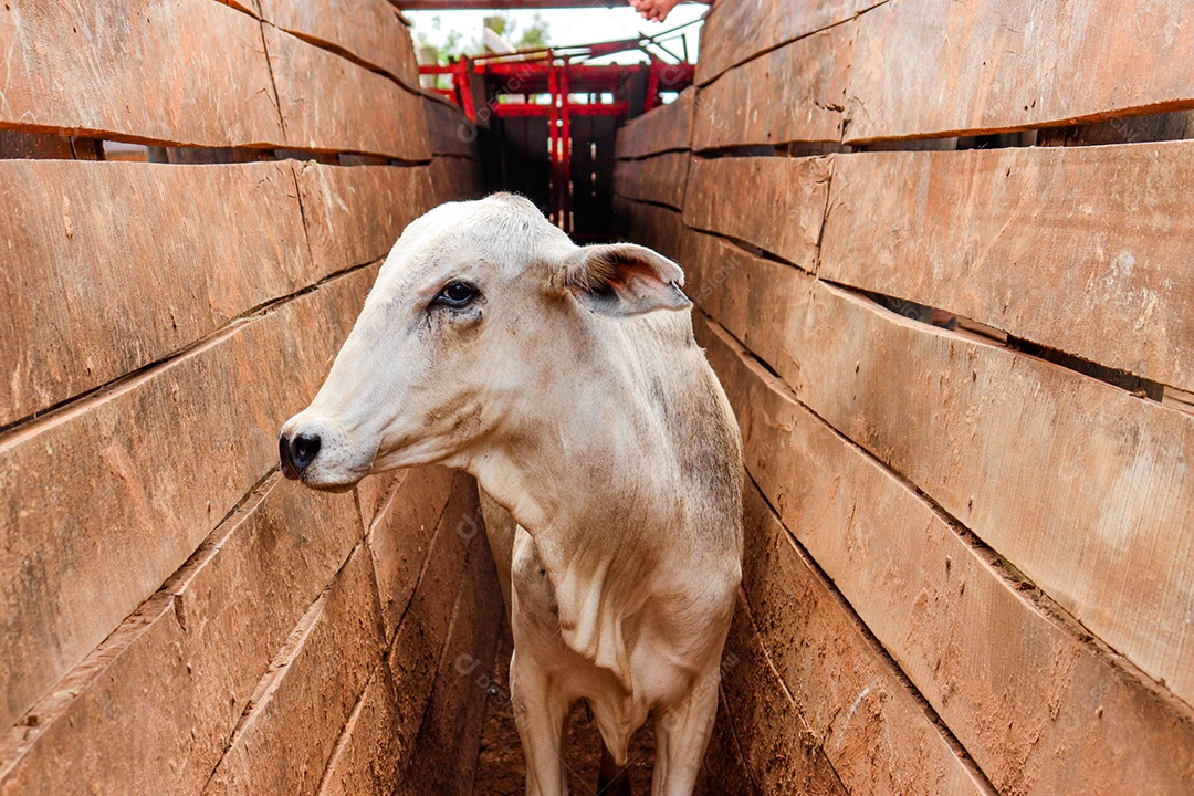 Vaca presa no curral