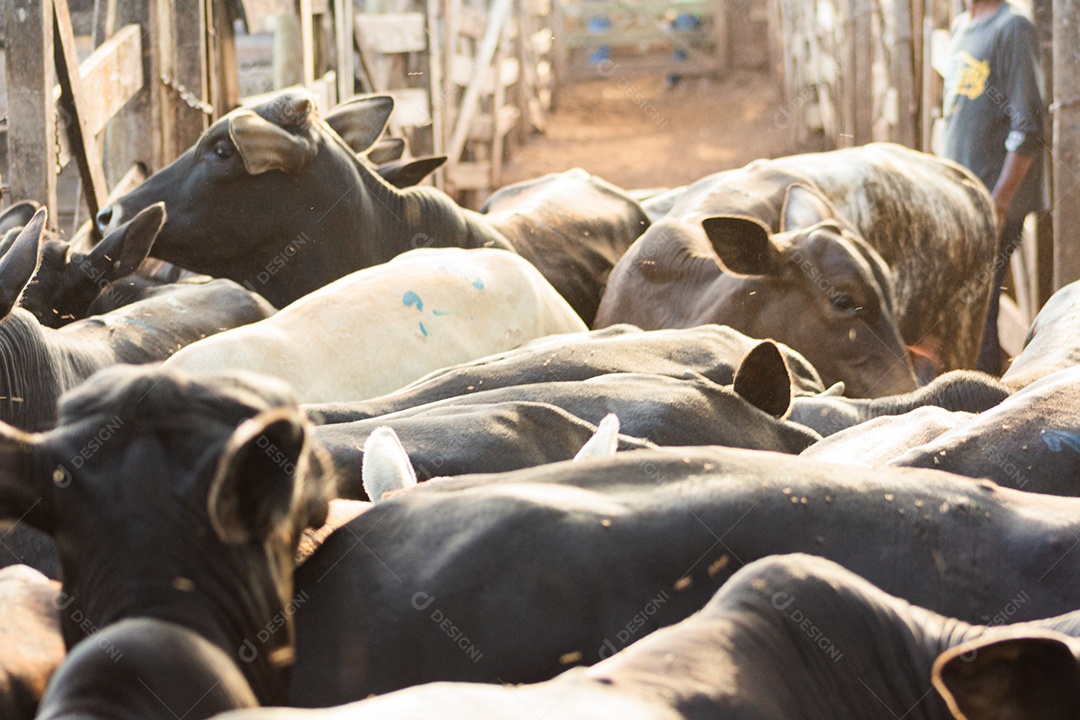 Rebanho de gado no pasto