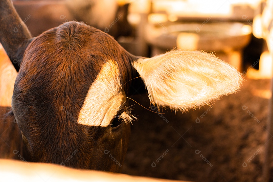 Rebanho de gado no pasto