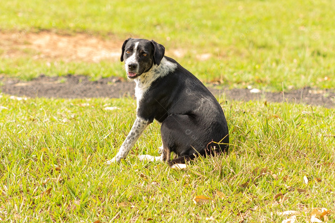 Cachorro sentado no gramado