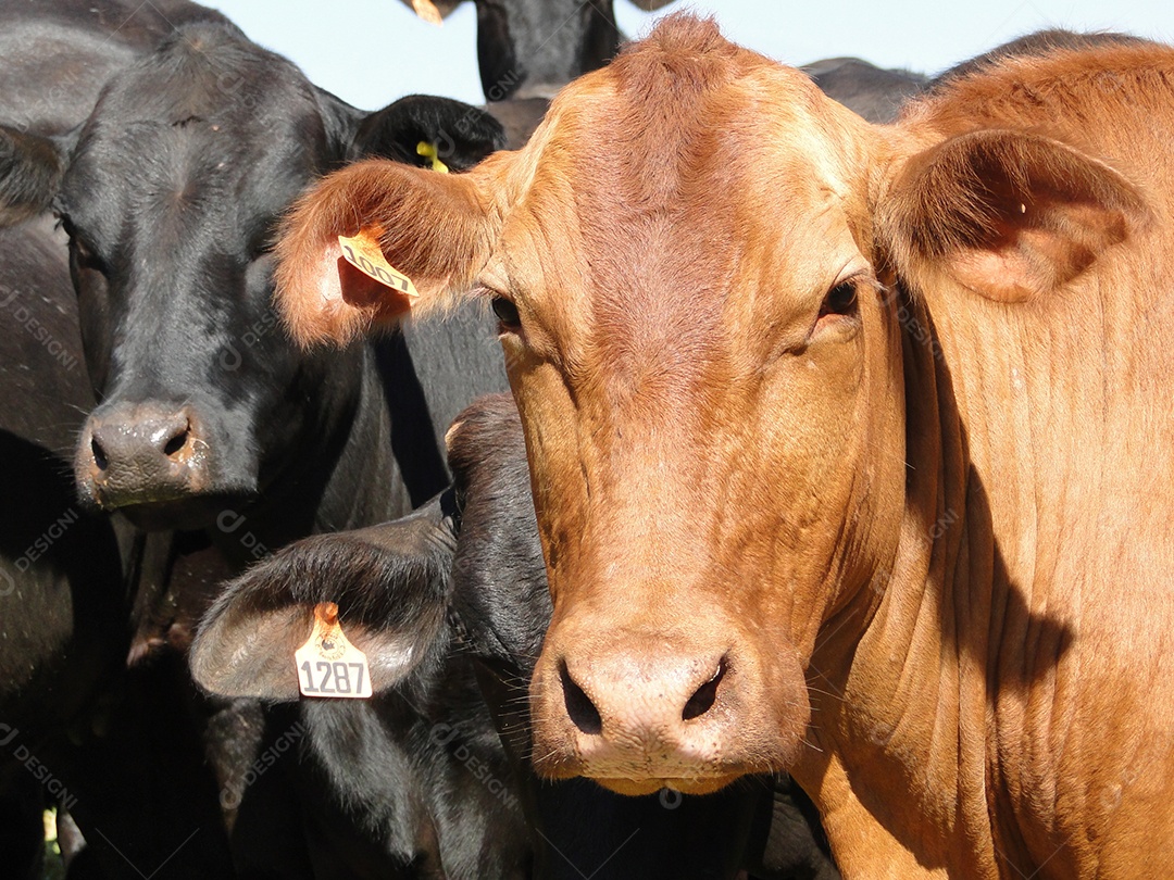 Rebanho de gado no pasto