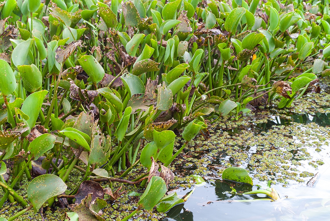 Plantas de mangue: Nos manguezais predominam plantas halofílicas