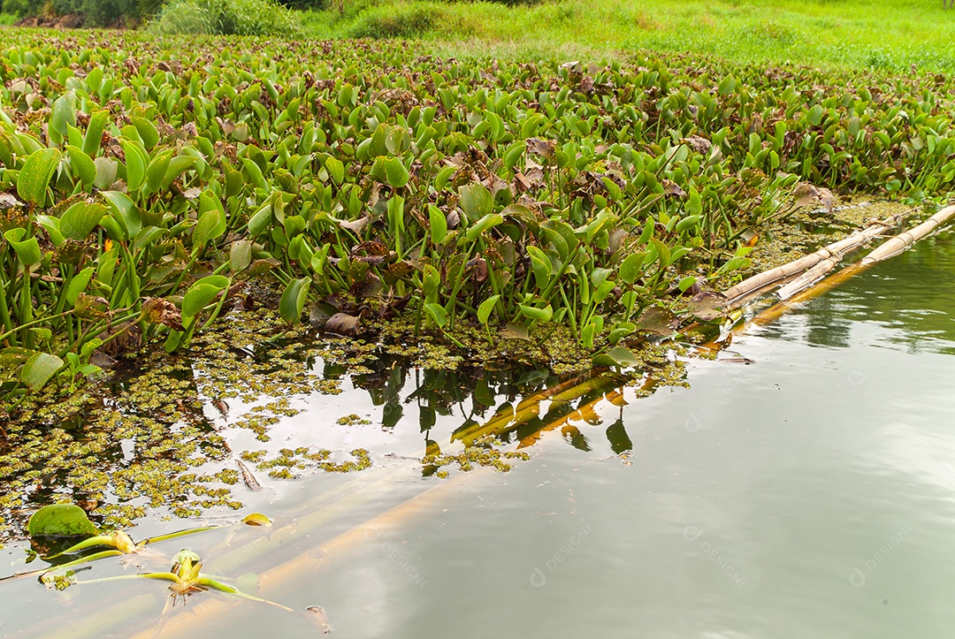 Plantas de mangue: Nos manguezais predominam plantas halofílicas