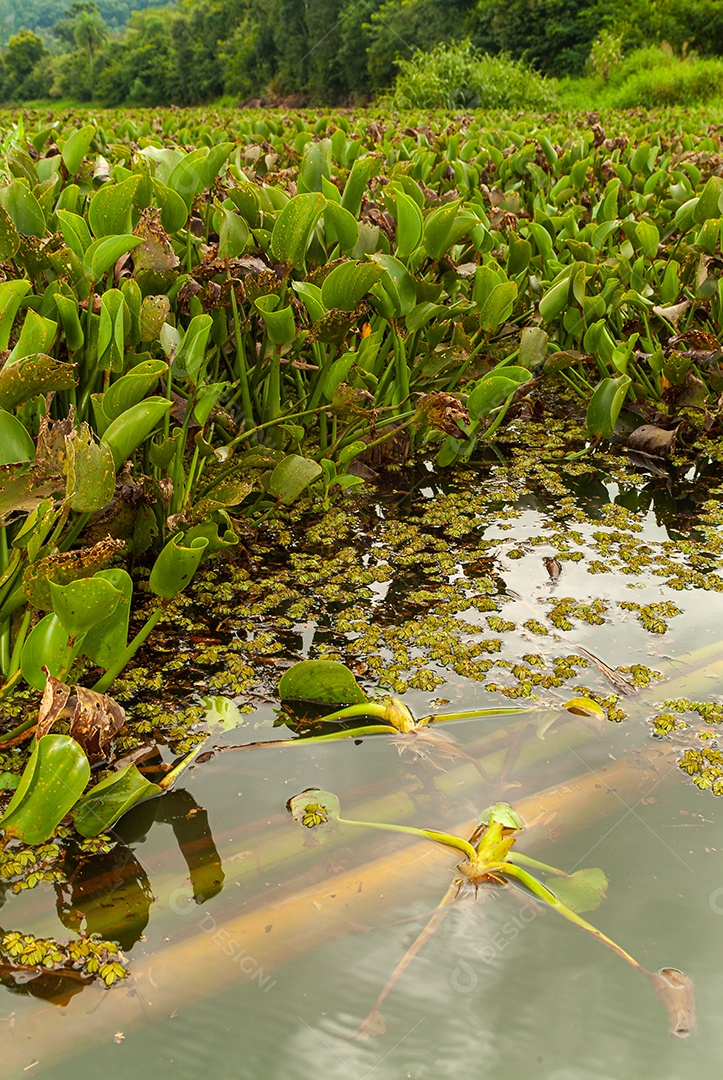 Plantas de mangue: Nos manguezais predominam plantas halofílicas