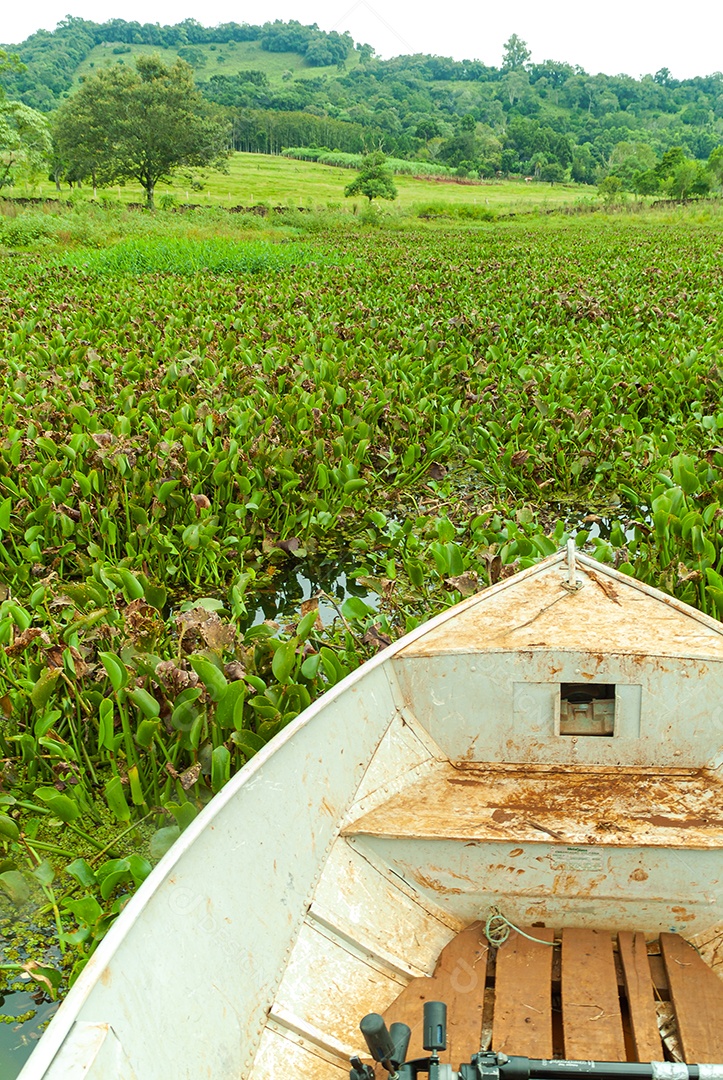 Plantas de mangue: Nos manguezais predominam plantas halofílicas