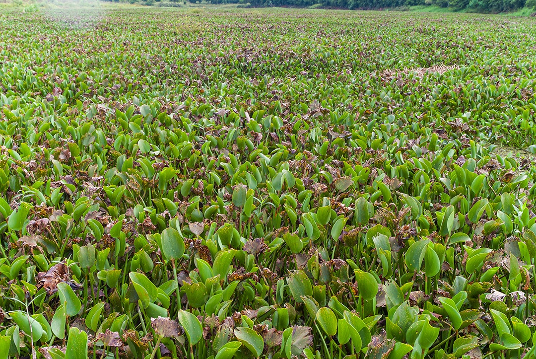 Plantas de mangue: Nos manguezais predominam plantas halofílicas