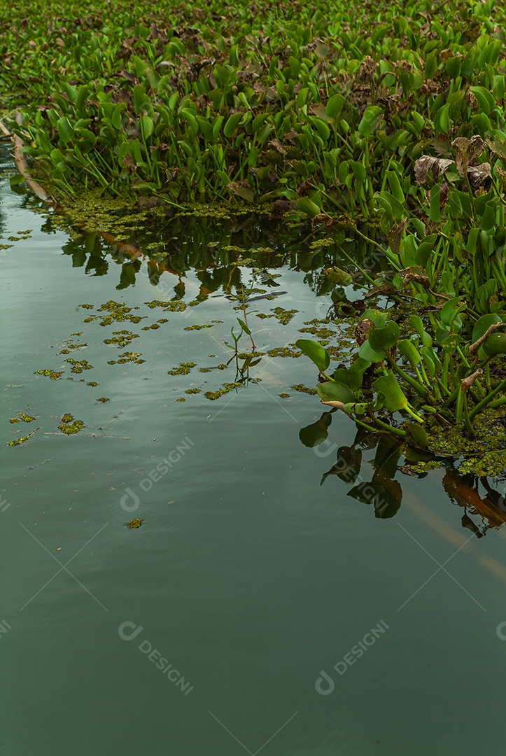Plantas de mangue: Nos manguezais predominam plantas halofílicas
