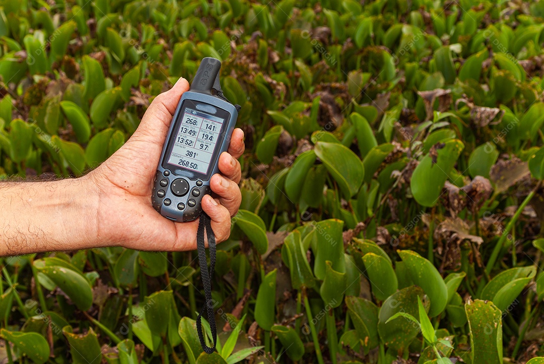 Plantas de mangue: Nos manguezais predominam plantas halofílicas