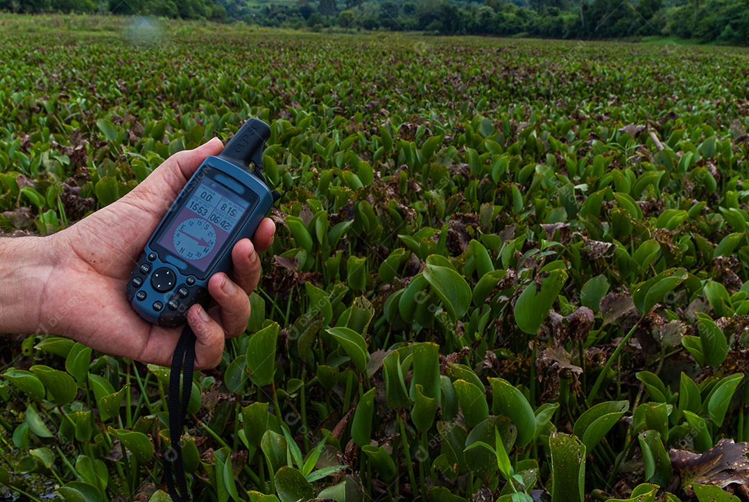 Plantas de mangue: Nos manguezais predominam plantas halofílicas