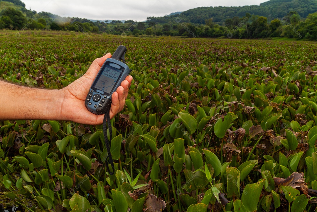 Plantas de mangue: Nos manguezais predominam plantas halofílicas