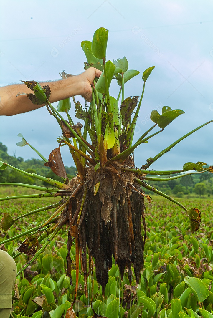 Plantas de mangue: Nos manguezais predominam plantas halofílicas