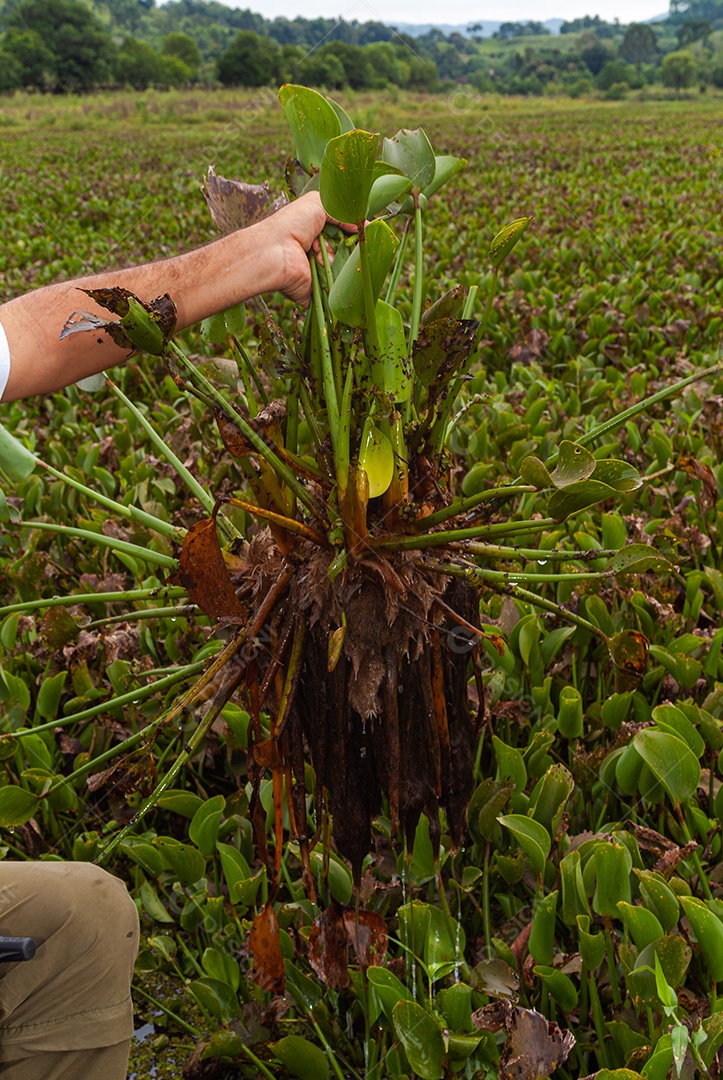 Plantas de mangue: Nos manguezais predominam plantas halofílicas