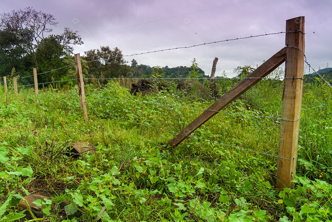 Cerca de arame farpado sobre uma floresta pasto fazenda