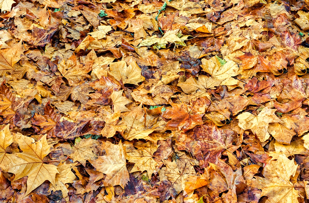 Laranja deixa de textura de folhagem amarela de outono