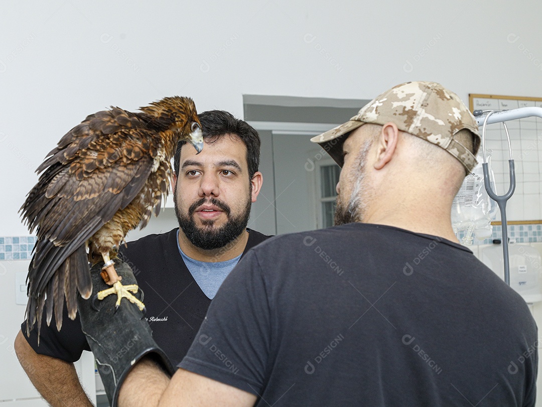 Ave machucada sendo cuidado por veterinários