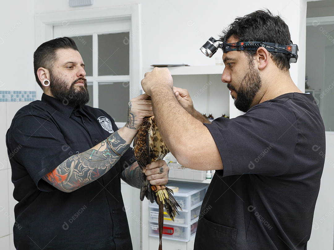Ave machucada sendo cuidado por veterinários