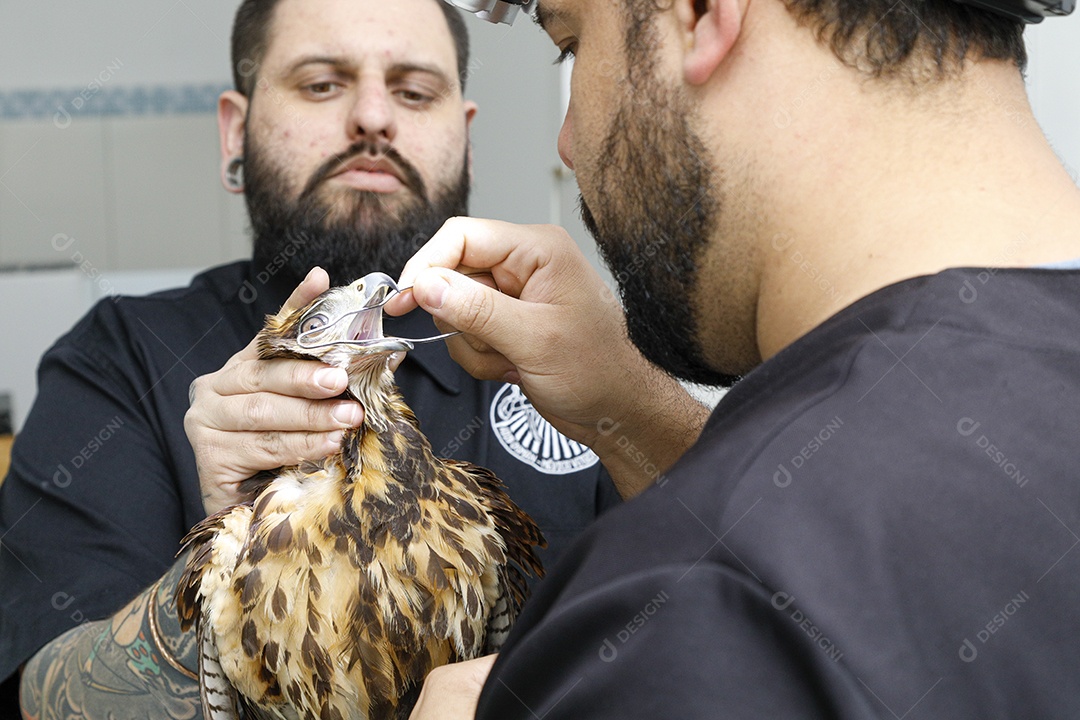 Ave machucada sendo cuidado por veterinários
