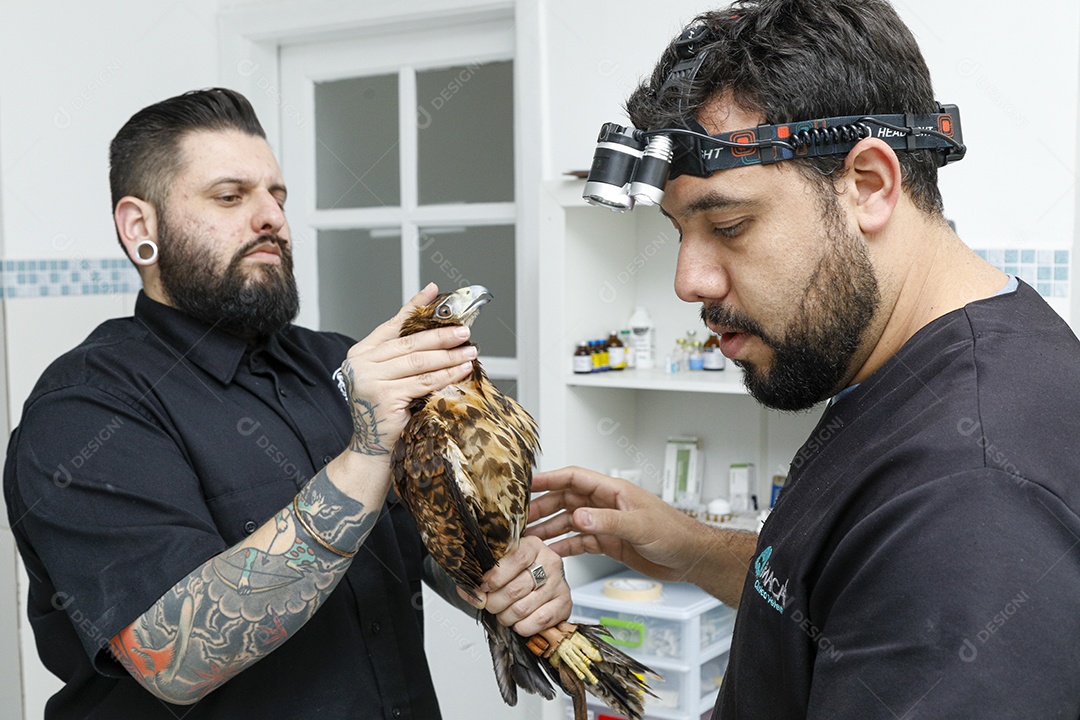 Ave machucada sendo cuidado por veterinários
