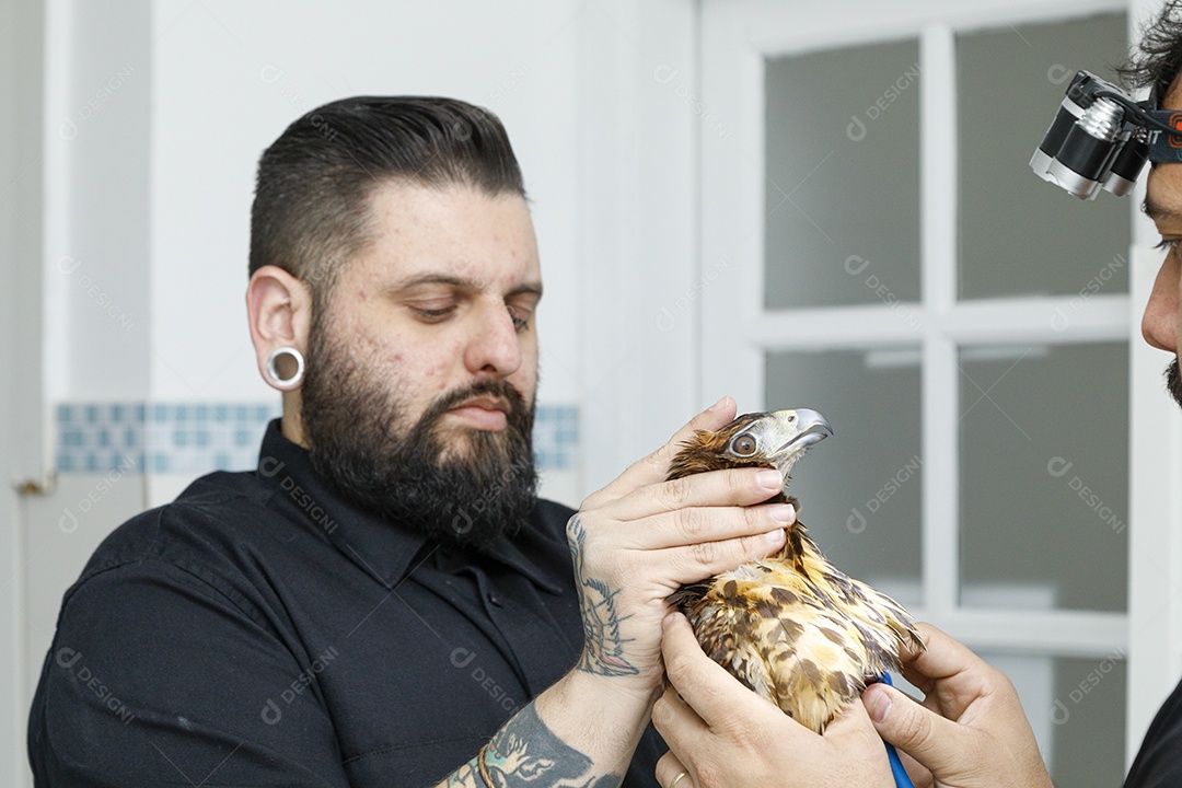 Ave machucada sendo cuidado por veterinários