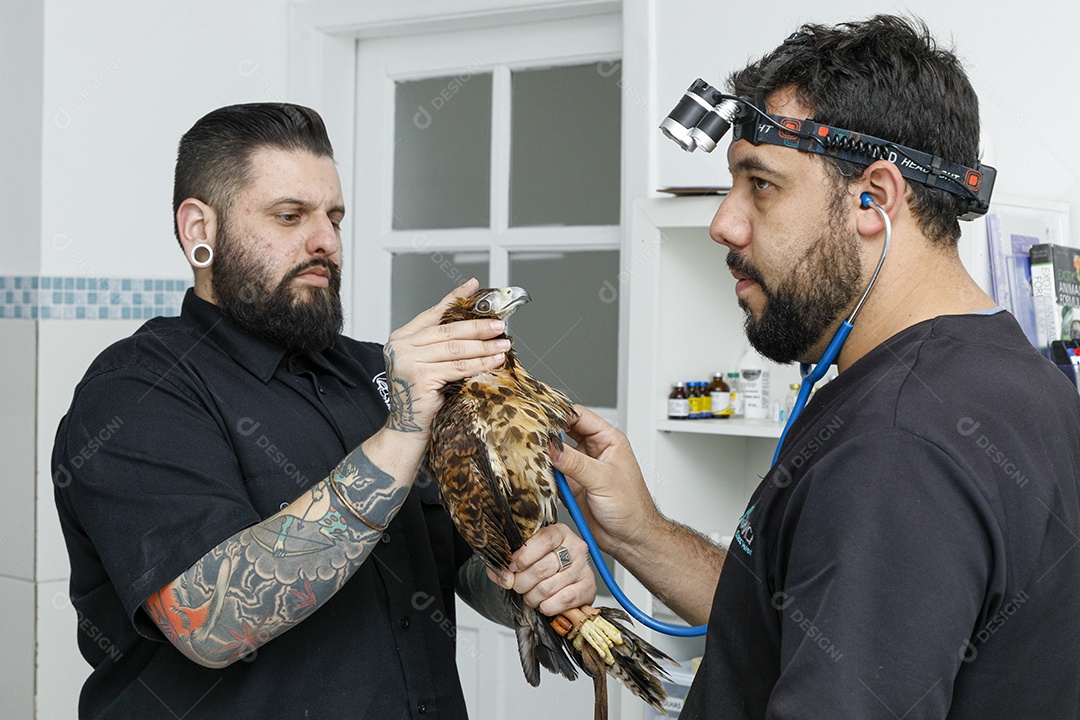 Ave machucada sendo cuidado por veterinários
