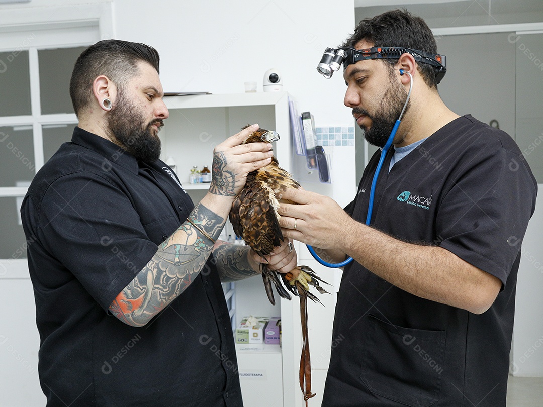 Ave machucada sendo cuidado por veterinários