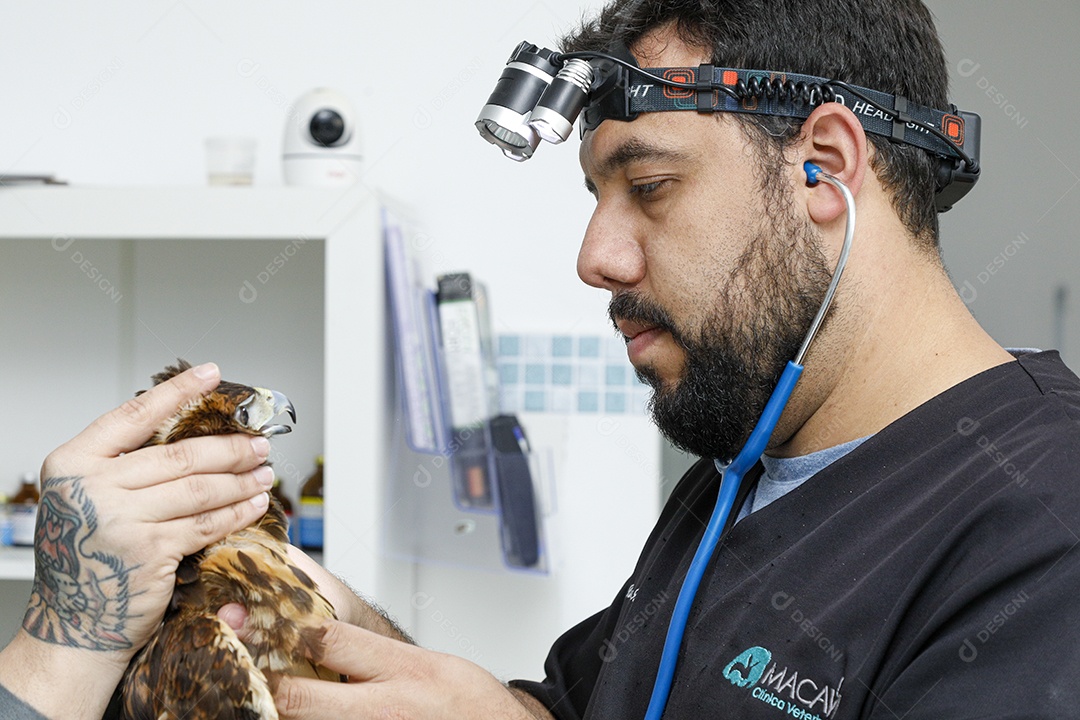 Ave machucada sendo cuidado por veterinários