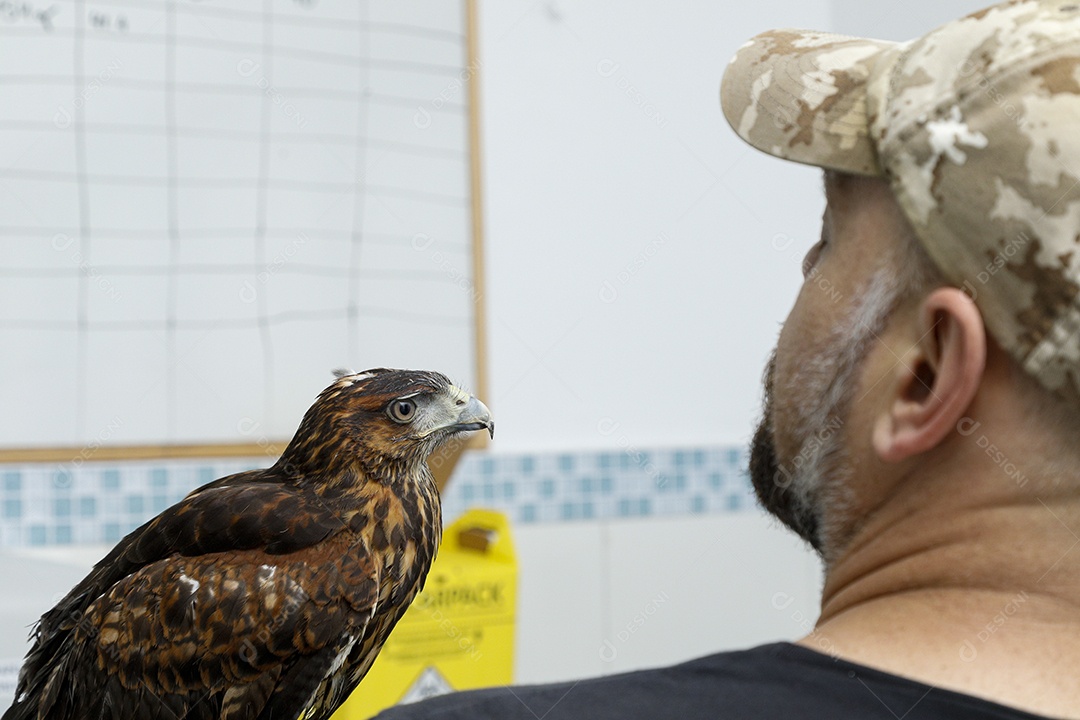 Ave machucada sendo cuidado por veterinários