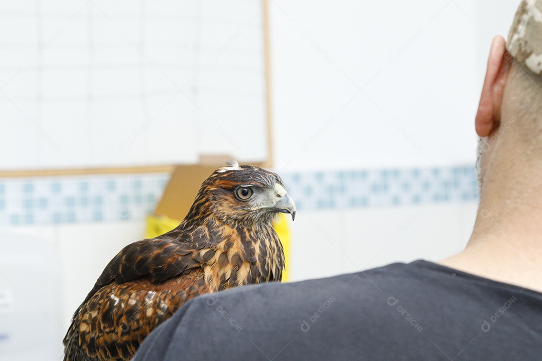 Ave machucada sendo cuidado por veterinários