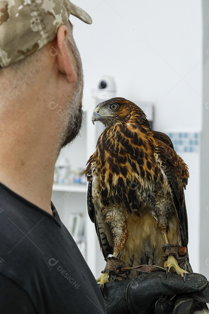 Ave machucada sendo cuidado por veterinários