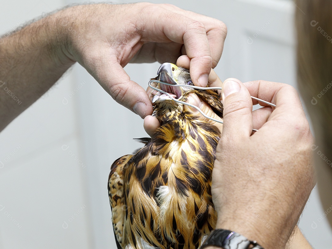 Ave machucada sendo cuidado por veterinários