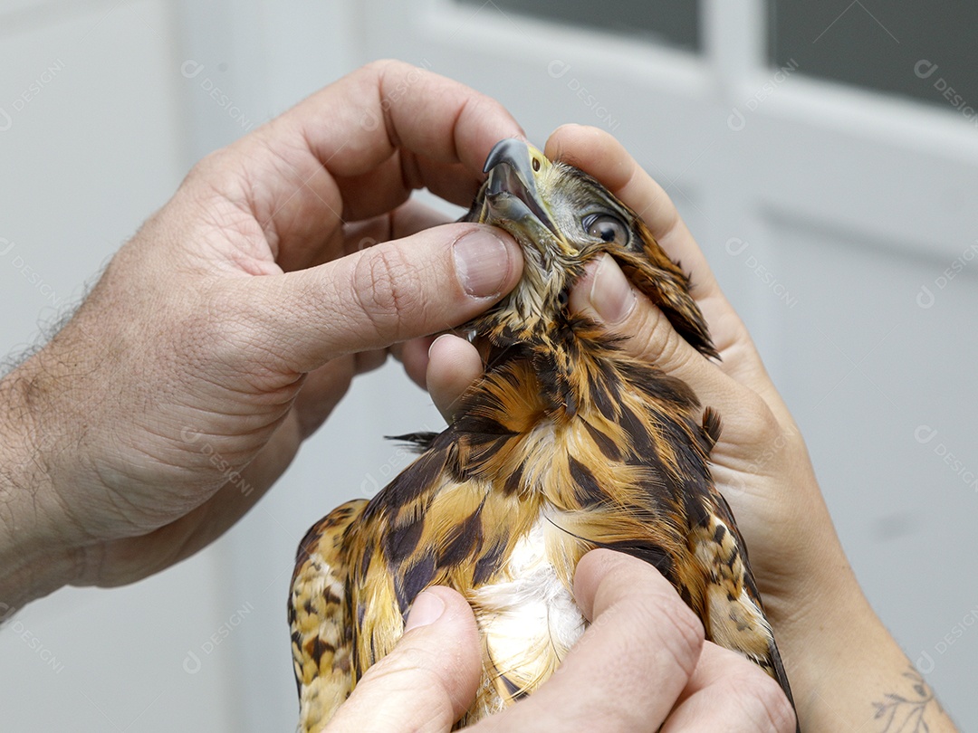 Ave machucada sendo cuidado por veterinários