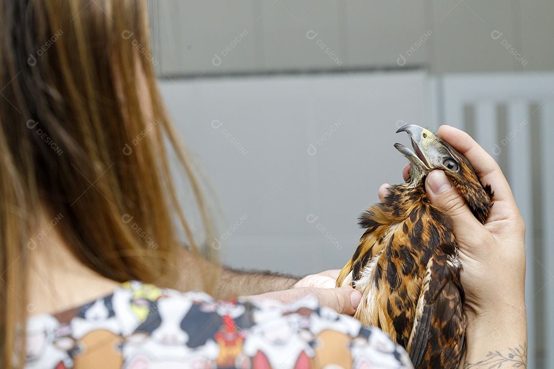 Ave machucada sendo cuidado por veterinários