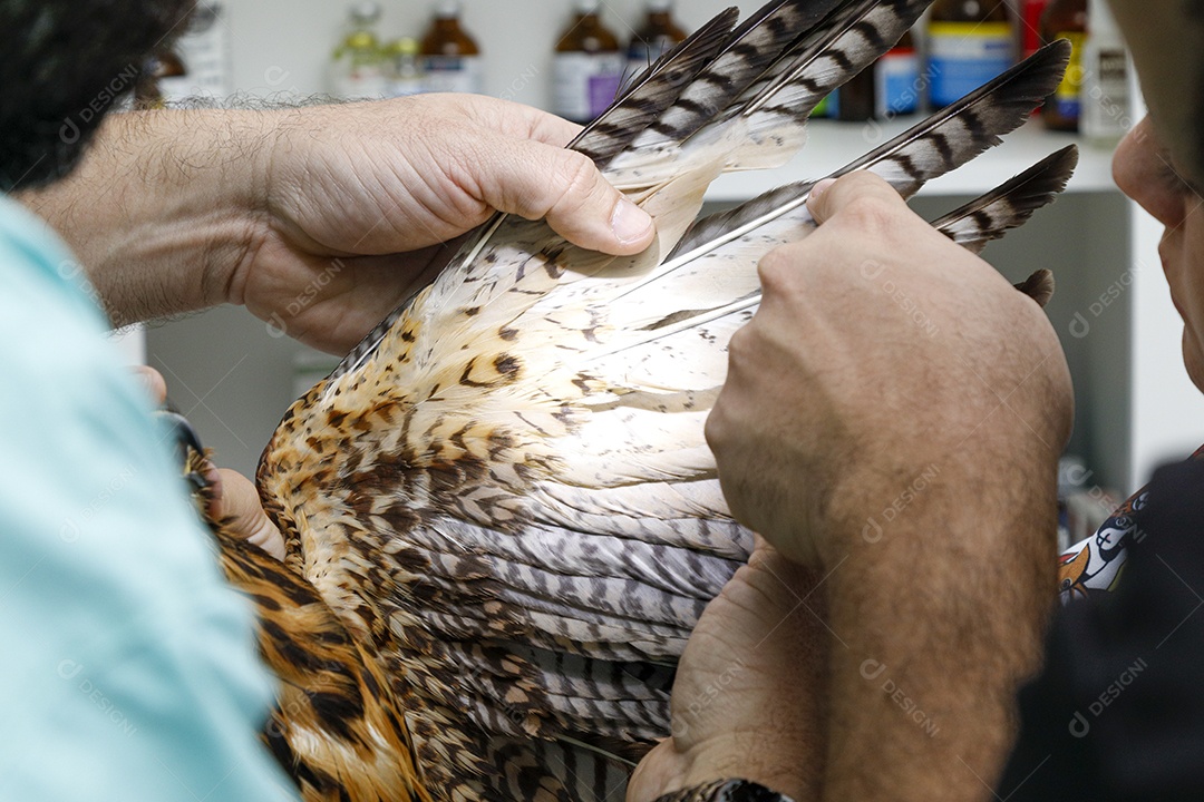 Veterinário fazendo curativo em aves gavião