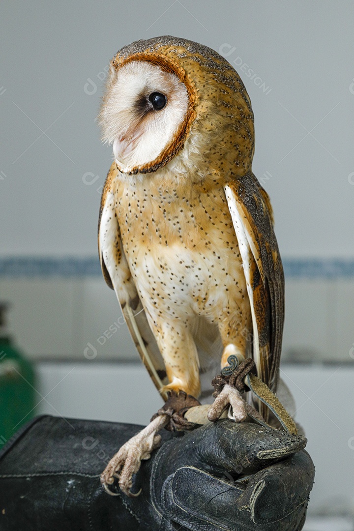 Coruja pássaro sobre fundo desfocado