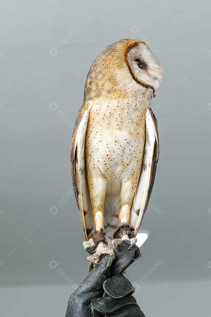 Coruja pássaro sobre fundo desfocado