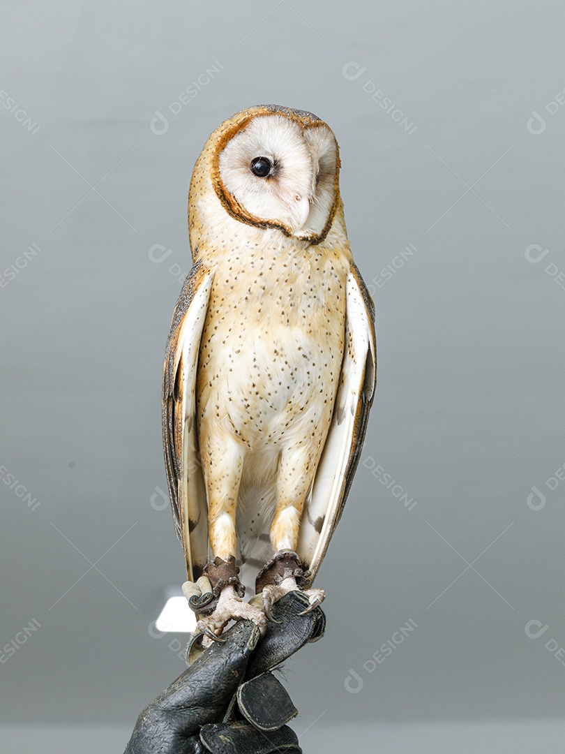 Coruja pássaro sobre fundo desfocado