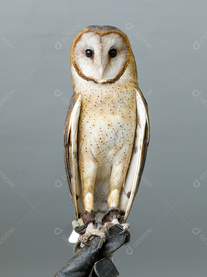 Coruja pássaro sobre fundo desfocado