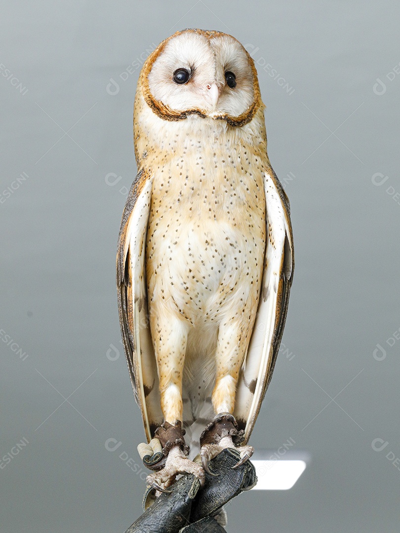 Coruja pássaro sobre fundo desfocado