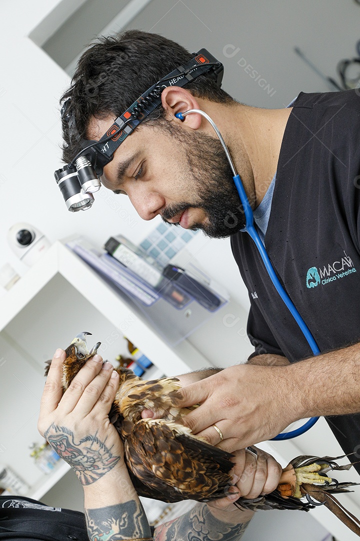 Veterinário cuidando de um pássaro