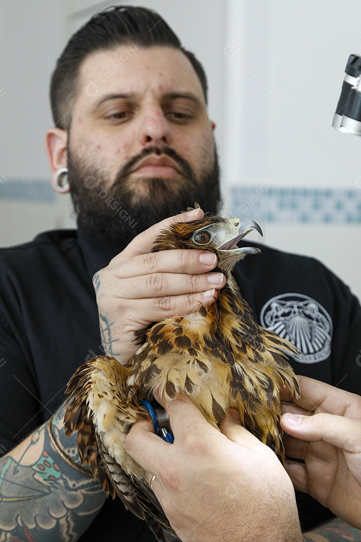 Veterinário fazendo curativo em aves gavião