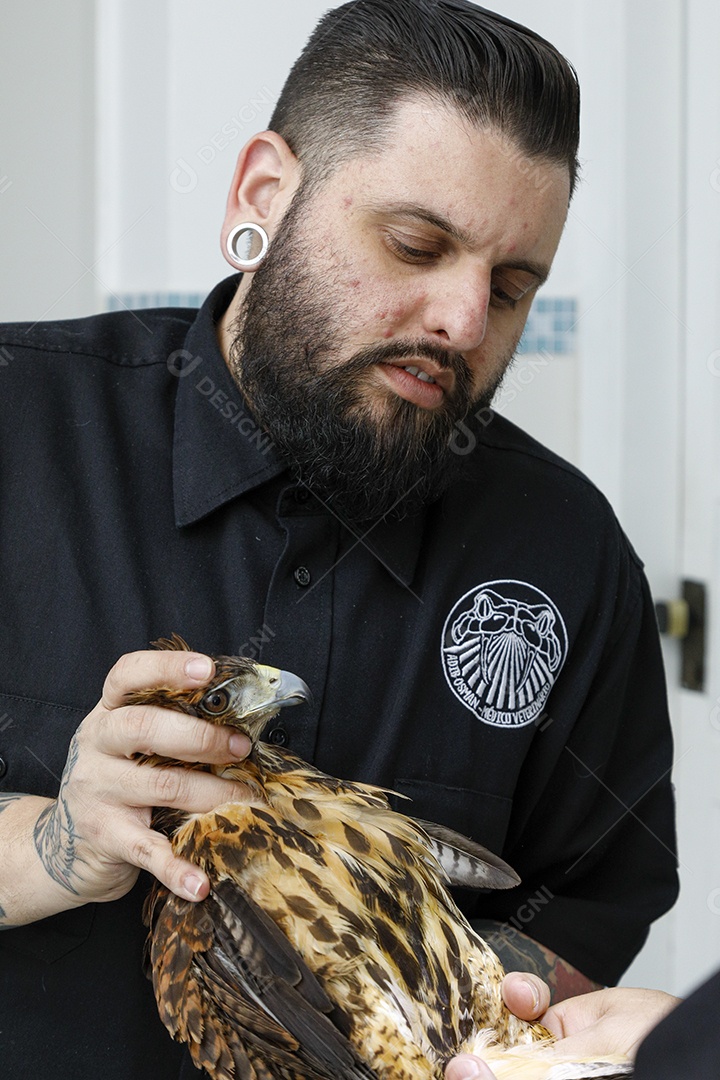 Veterinário fazendo curativo em aves gavião