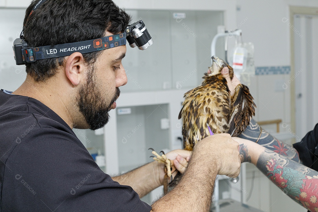Veterinário fazendo curativo em aves gavião
